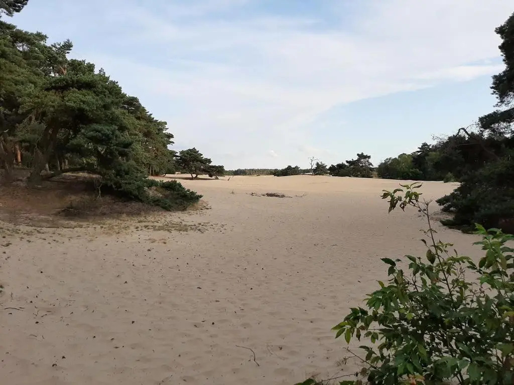 Comfortabel tot rust komen in het Veluwse bos