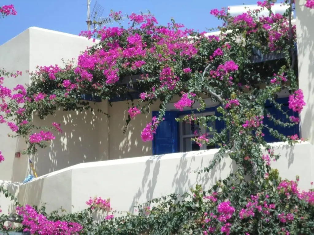 Santorious Flower Covered Apartment
