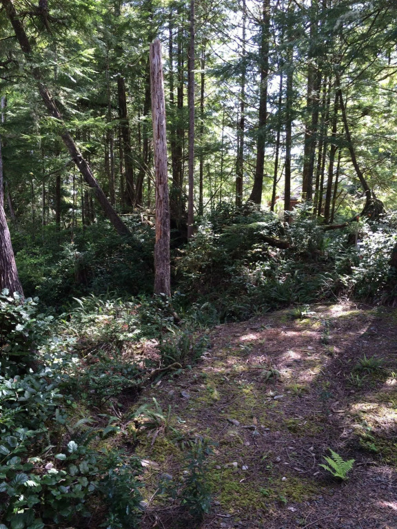 Reef Point Forest Suite