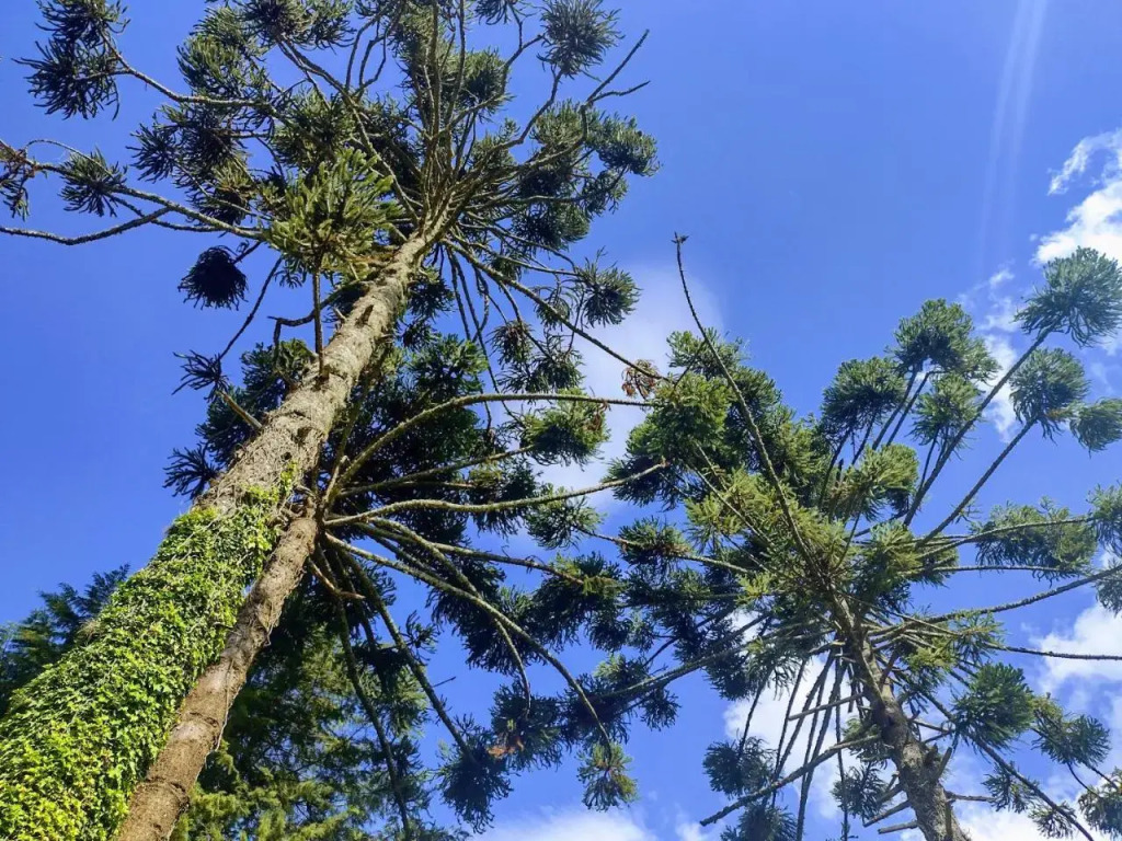 Chales Boa Vista