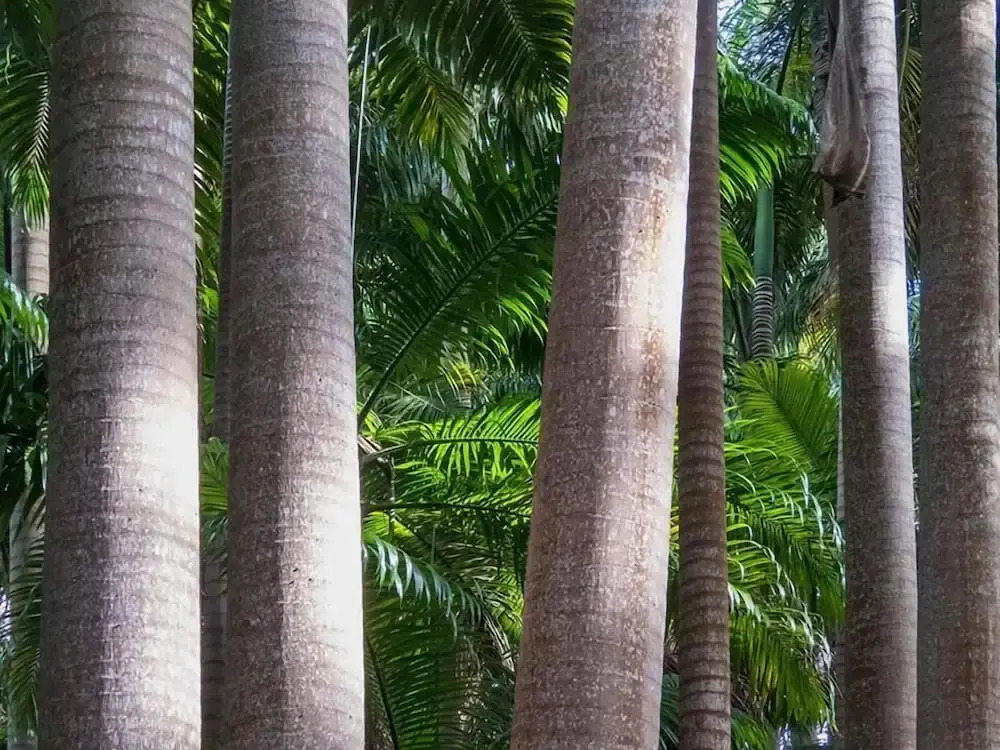 Naniki Cottages