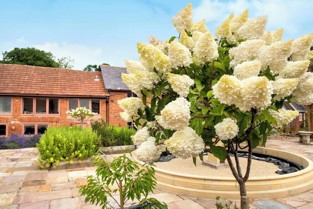 Ivy Cottage