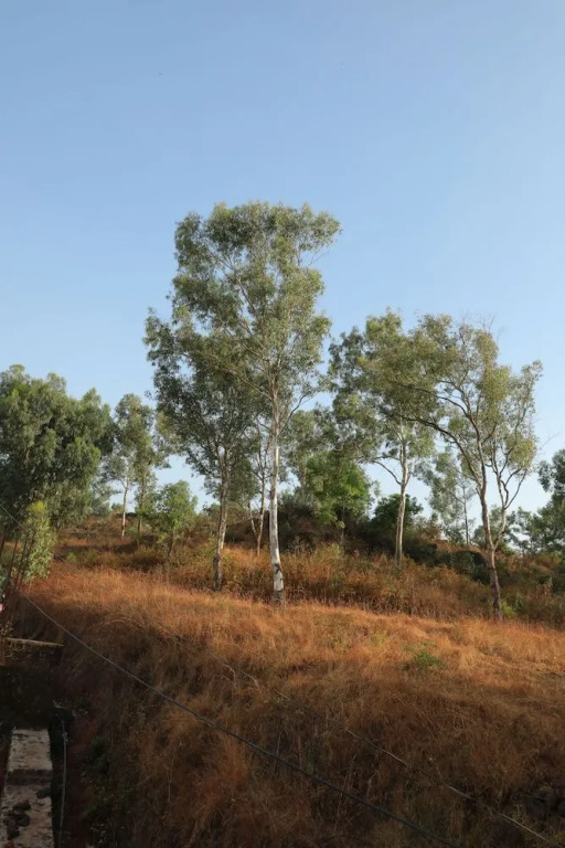 The Lavin Valley