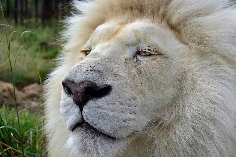 Sleep Whiskers Away From the Lions and " Feel " Them Roar! Cabin 4