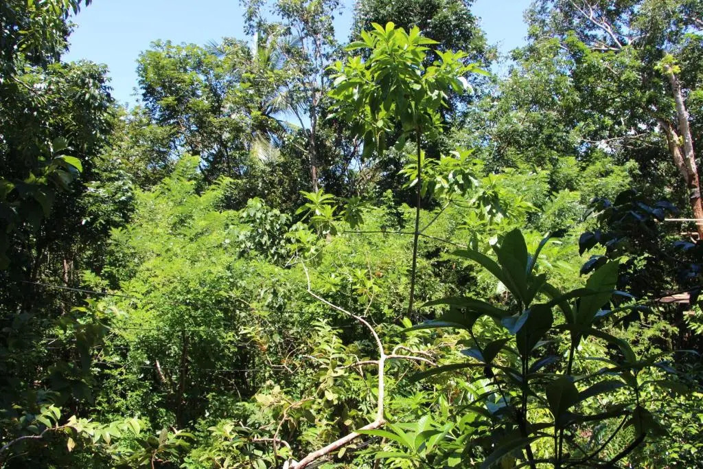 Tree House-Midigama