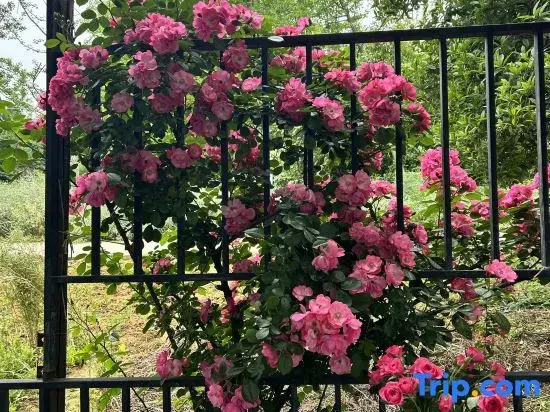 Shuying Courtyard Homestay (Sansheng Flower Valley Xingfu Meilin)