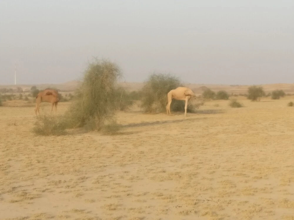 Savi Camps Jaisalmer