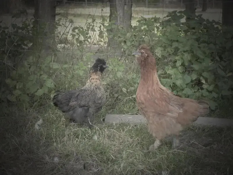 La Ferme du Vincin