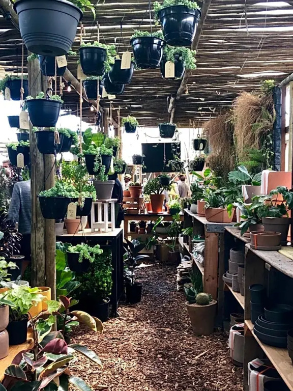 The Little Palm