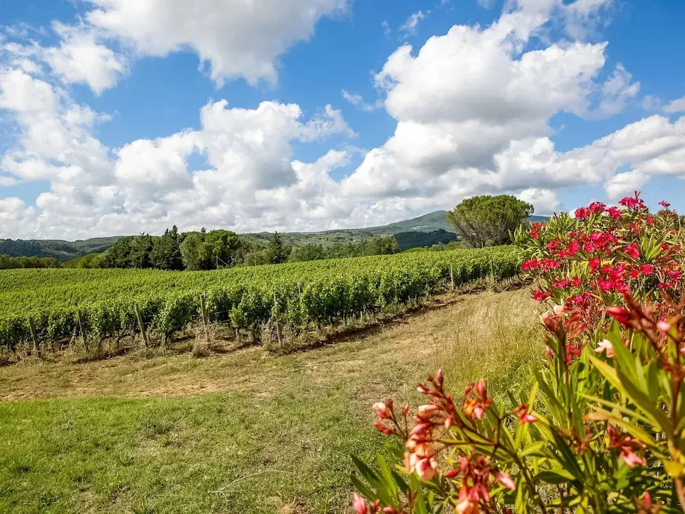 Tuscan Farmhouse in Montescudaio near Sea