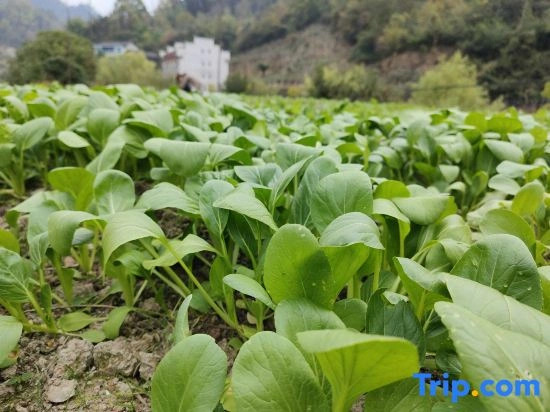 zhangjiajie Xiangxi story homestay