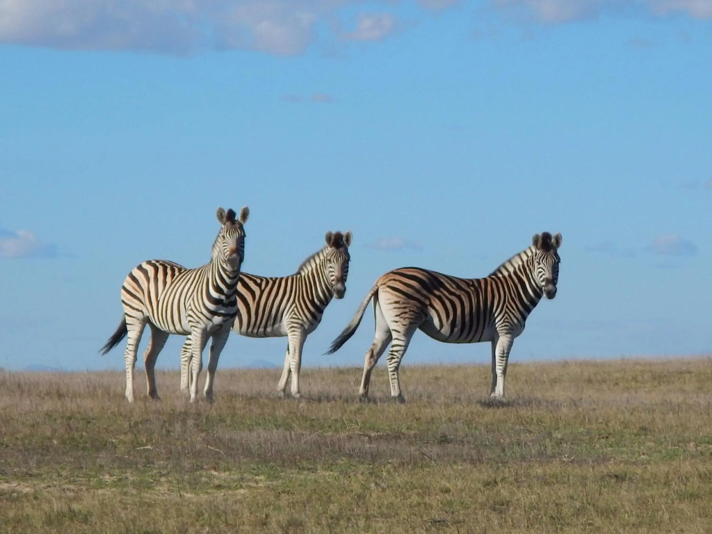 Thali Thali Game Lodge