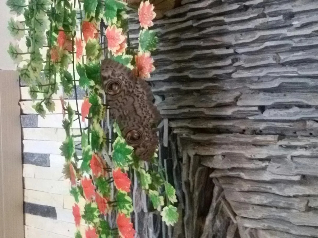 Sakura Hotel