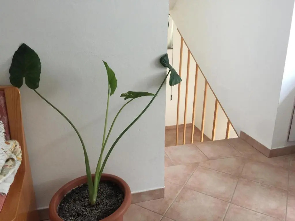 Apartments Palit