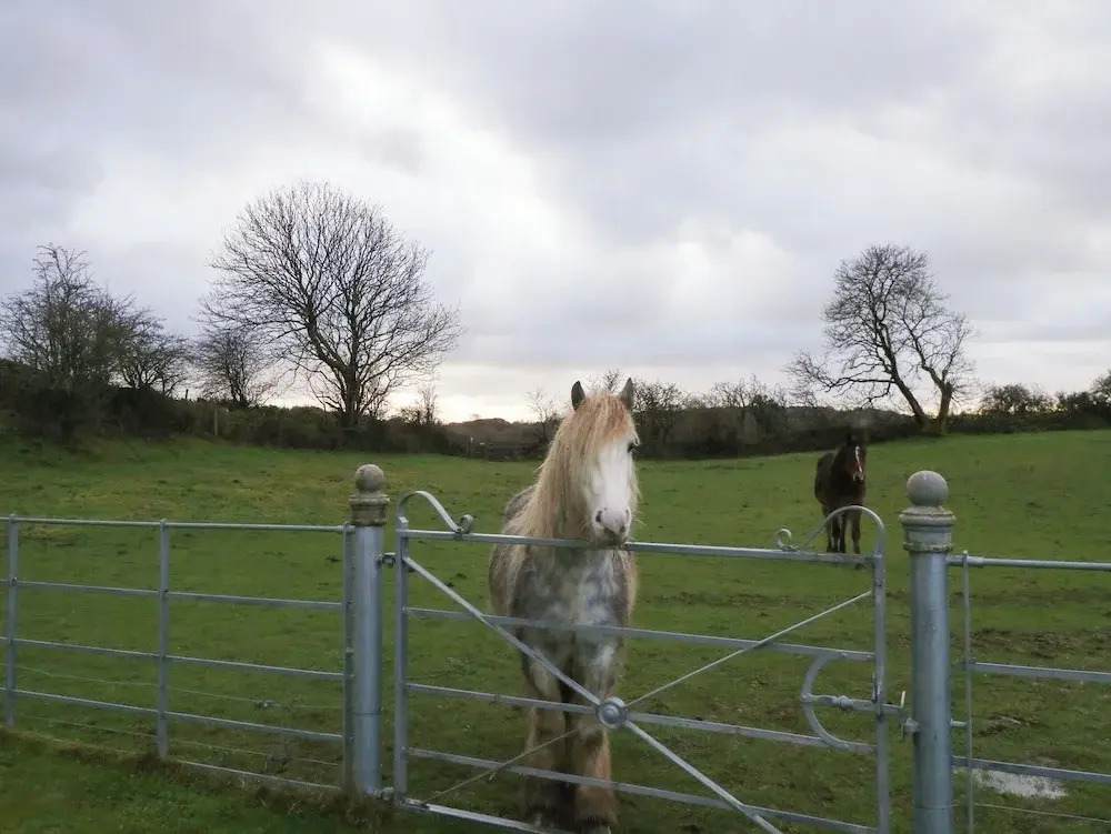 Ynys Uchaf