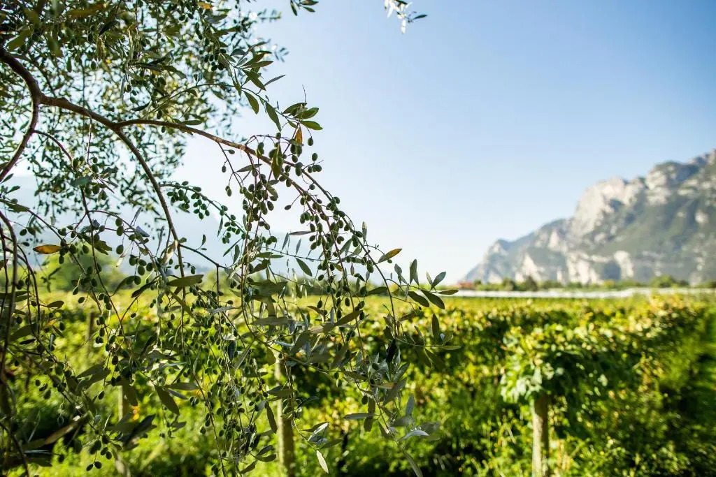 Agriturismo Casa di Campagna