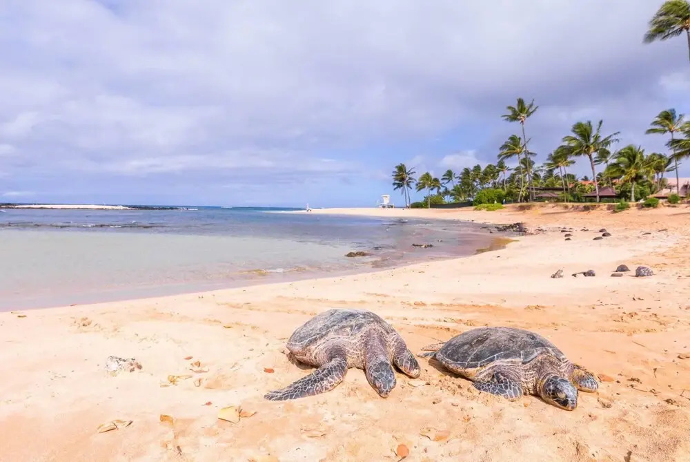 Kauai Kiahuna Plantation #64 by Coldwell Banker Island Vacations