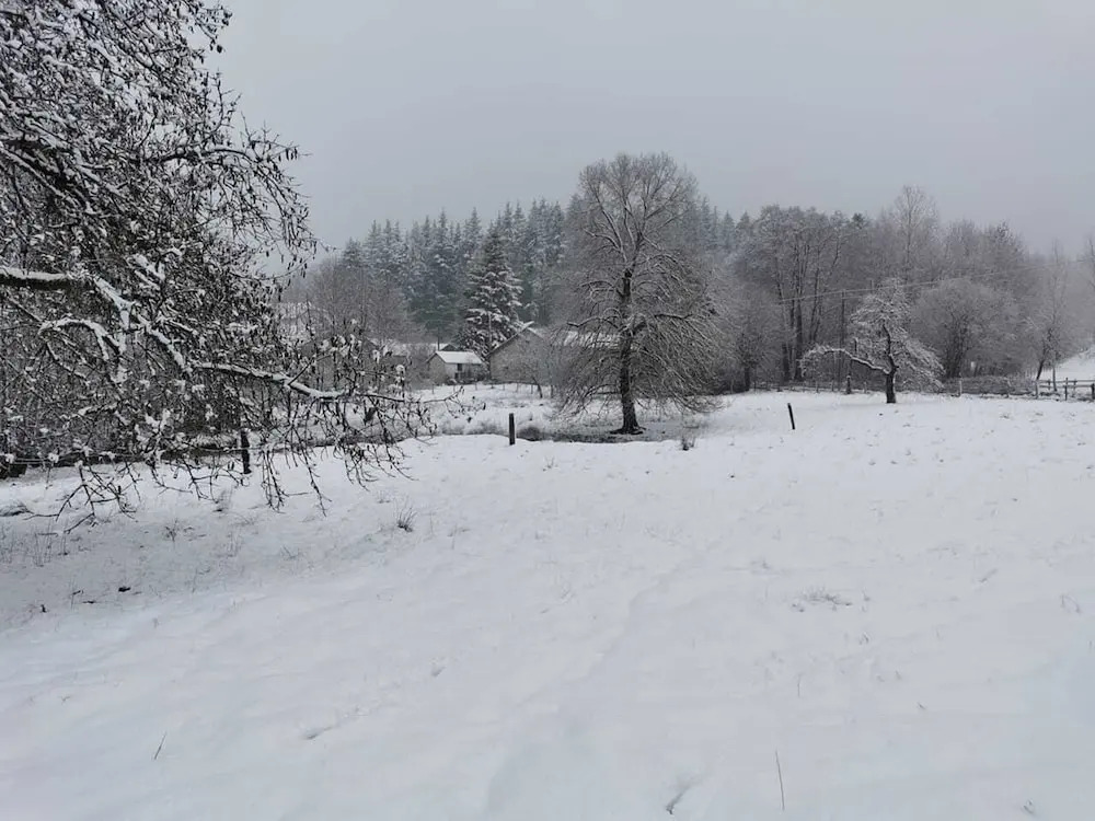 Forest-edge Stay, Burtonville