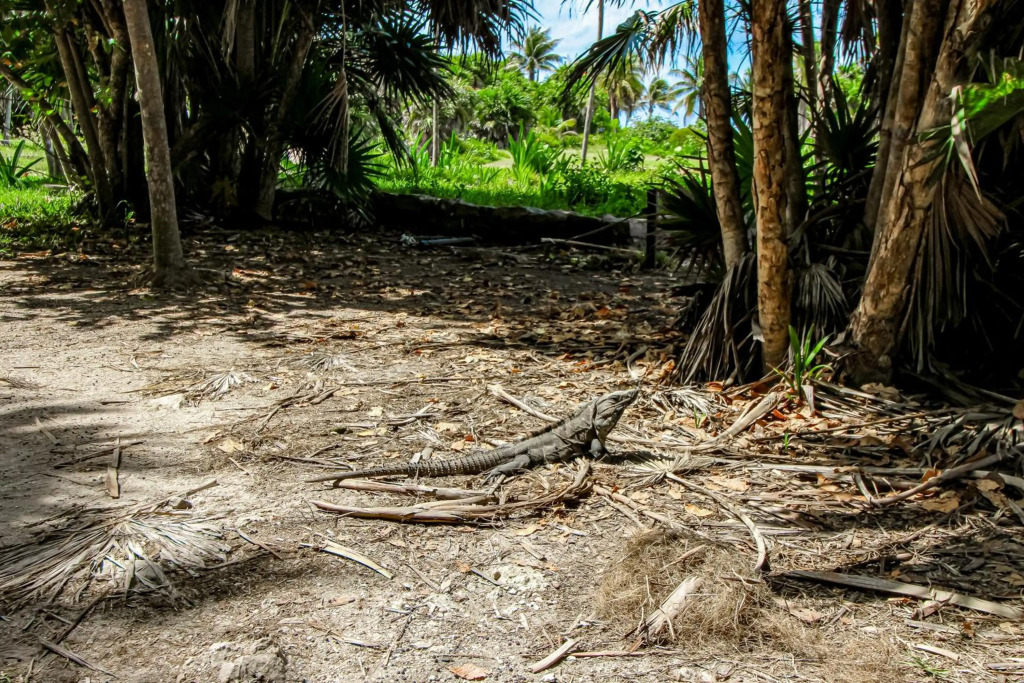 Pure Tulum 303