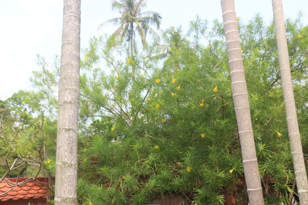 Palm House Kep