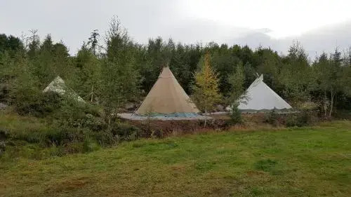 Bjørkeskogen