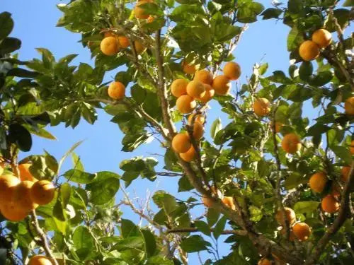 Finca Portizuelo