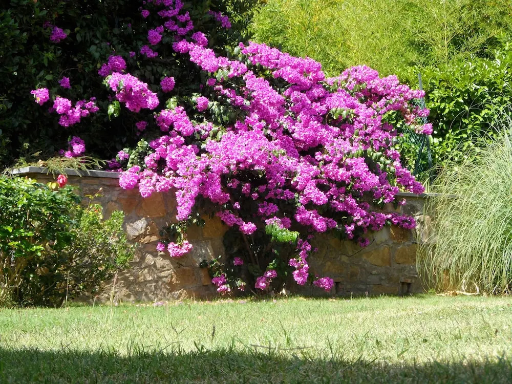 Villa Il Borraccio - Apartments Azalea and Begonia