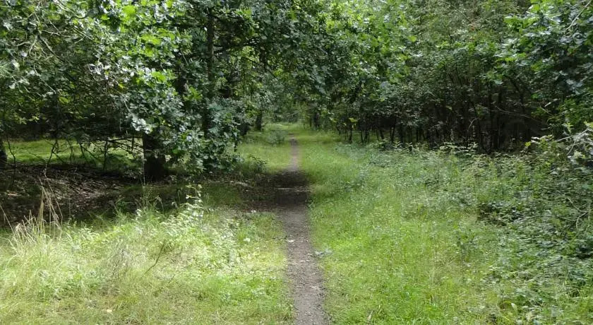 Kölpiner Forst