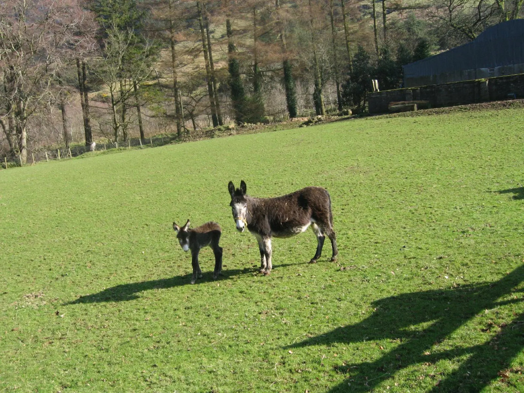 Dieskirt Farm