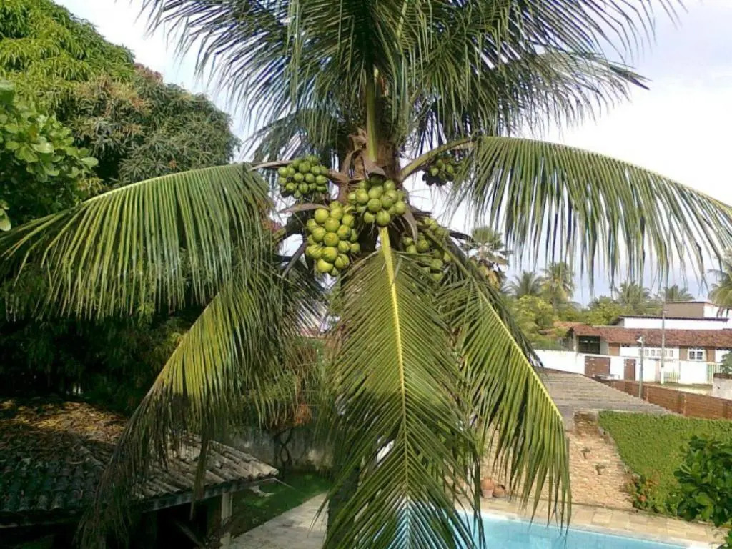 Pousada Dos Cajueiros