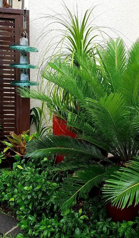 Central Oasis