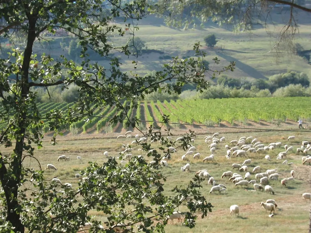 Tenuta Santa Cristina