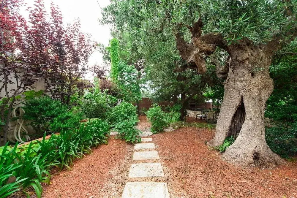 B&B Antico Ulivo