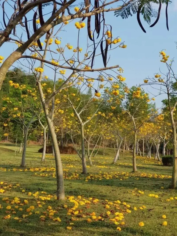 Suan Phueng Pa Wai Resort