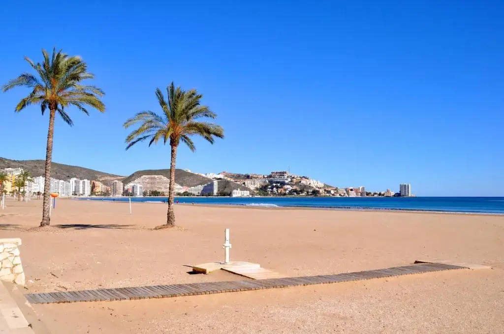 Palm Tree Cullera