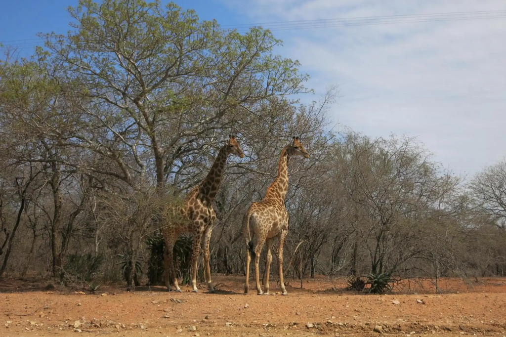 Treetops vakantiehuis bij Krugerpark