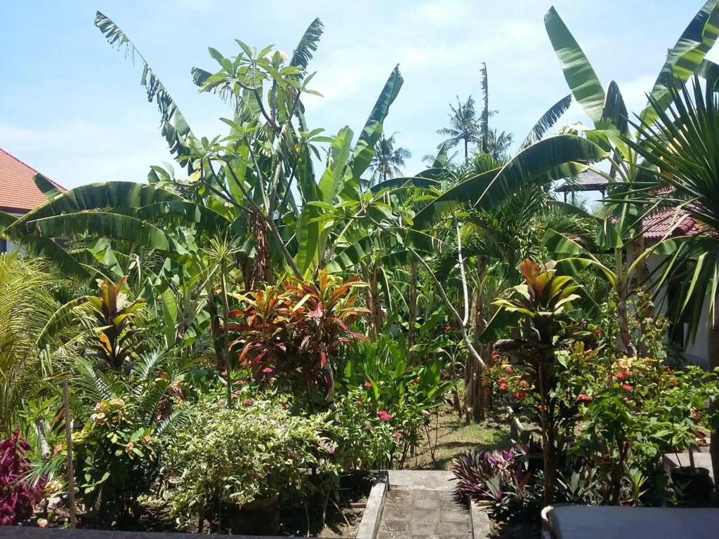 Surya Homestay