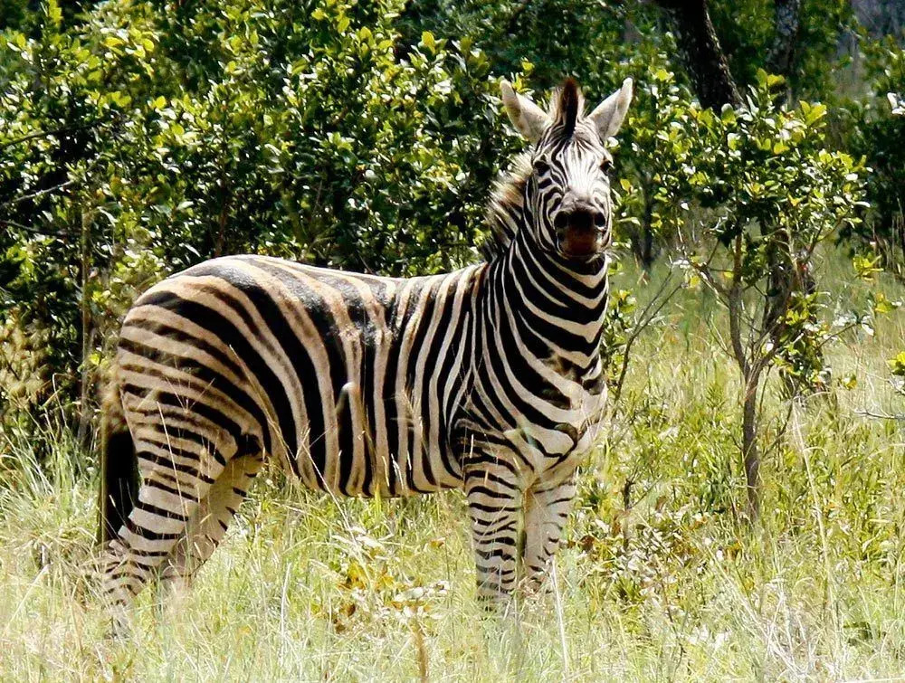 Lejwe La Metsi Private Reserve