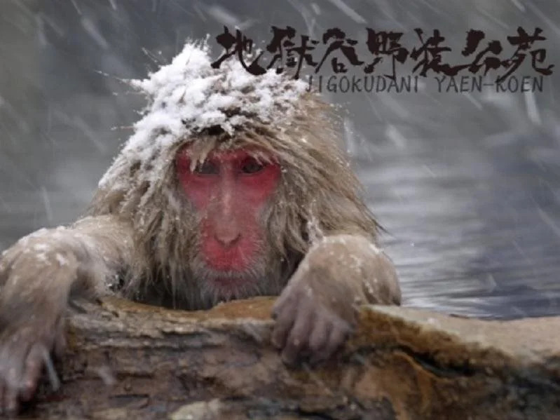 Balls Deep Inn Hakuba