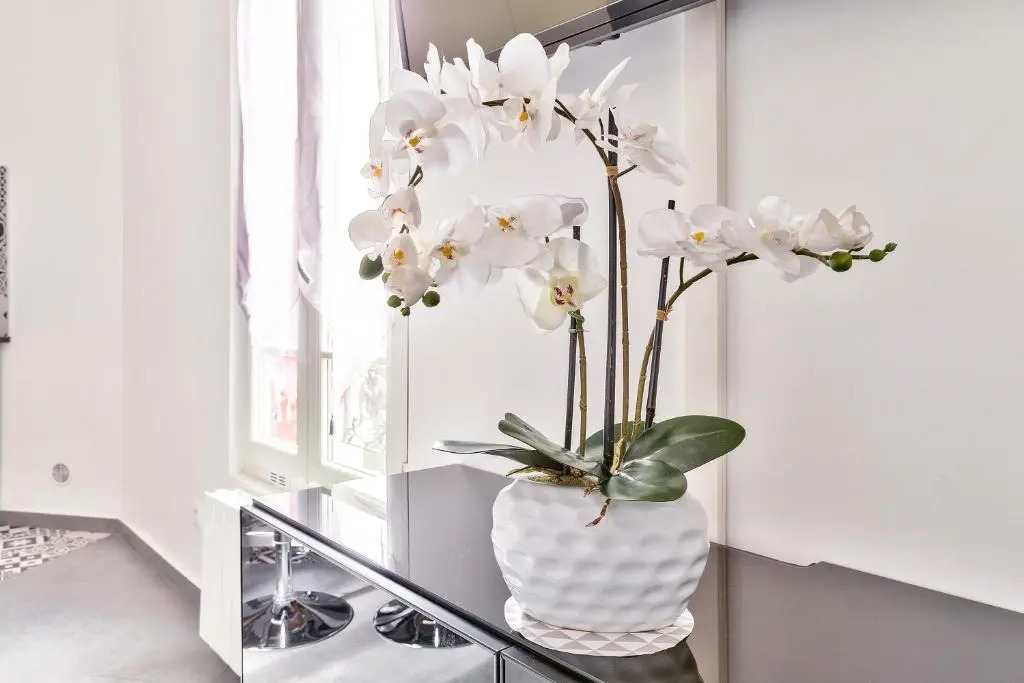 The Pearl Suite