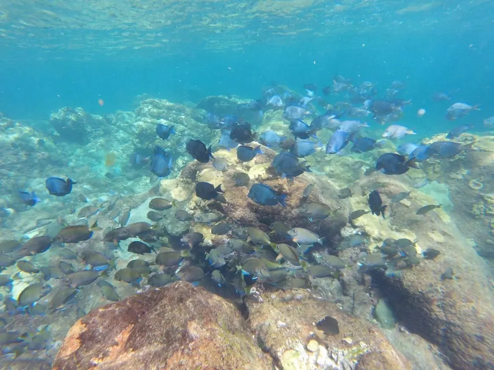Angel Fish Cove