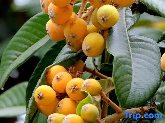 Loquat tree hostel