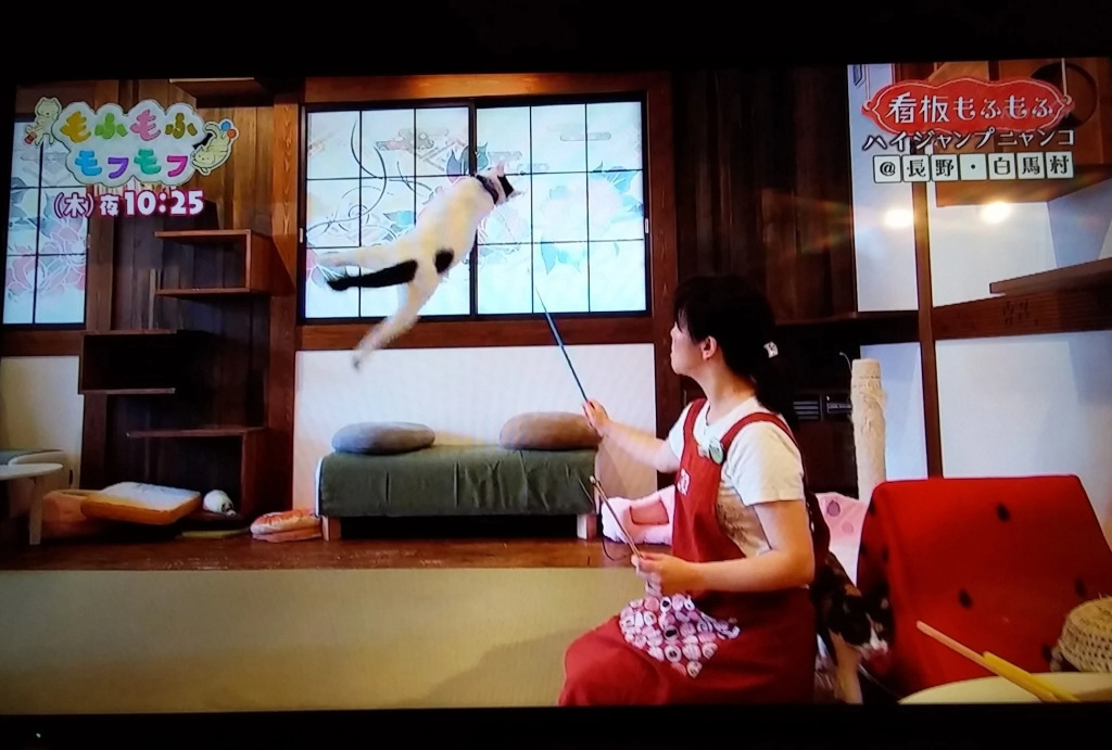 Minamiya 山とねこと遊ぶ宿 みなみ家