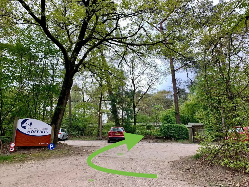 Wilde Moeflon, geniet van de vrije natuur