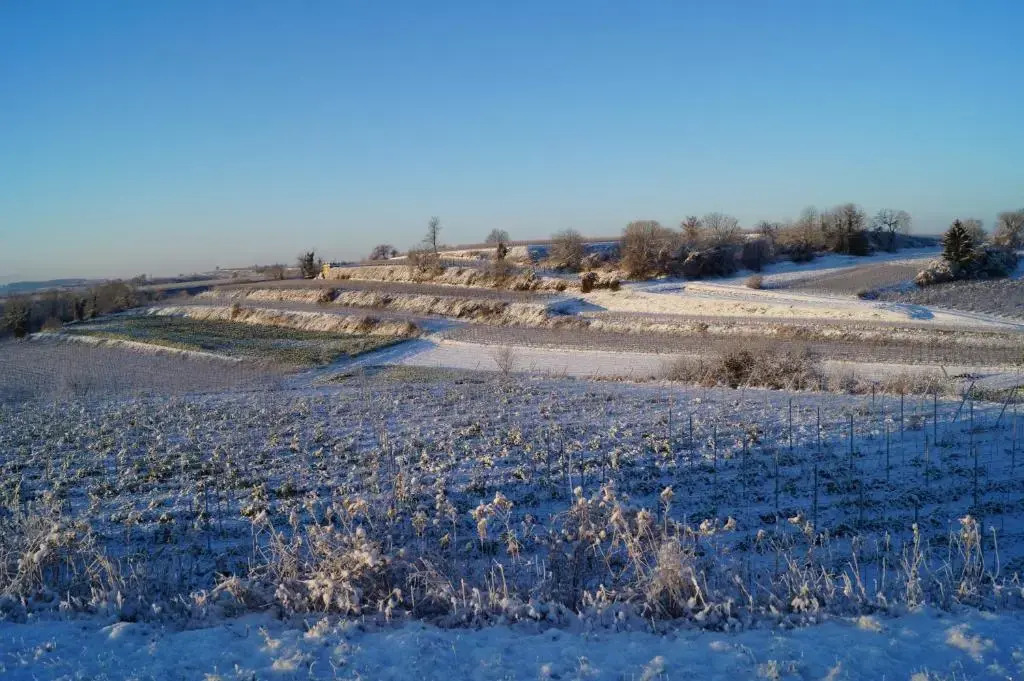 Weingut Landmann Ferienwohnungen