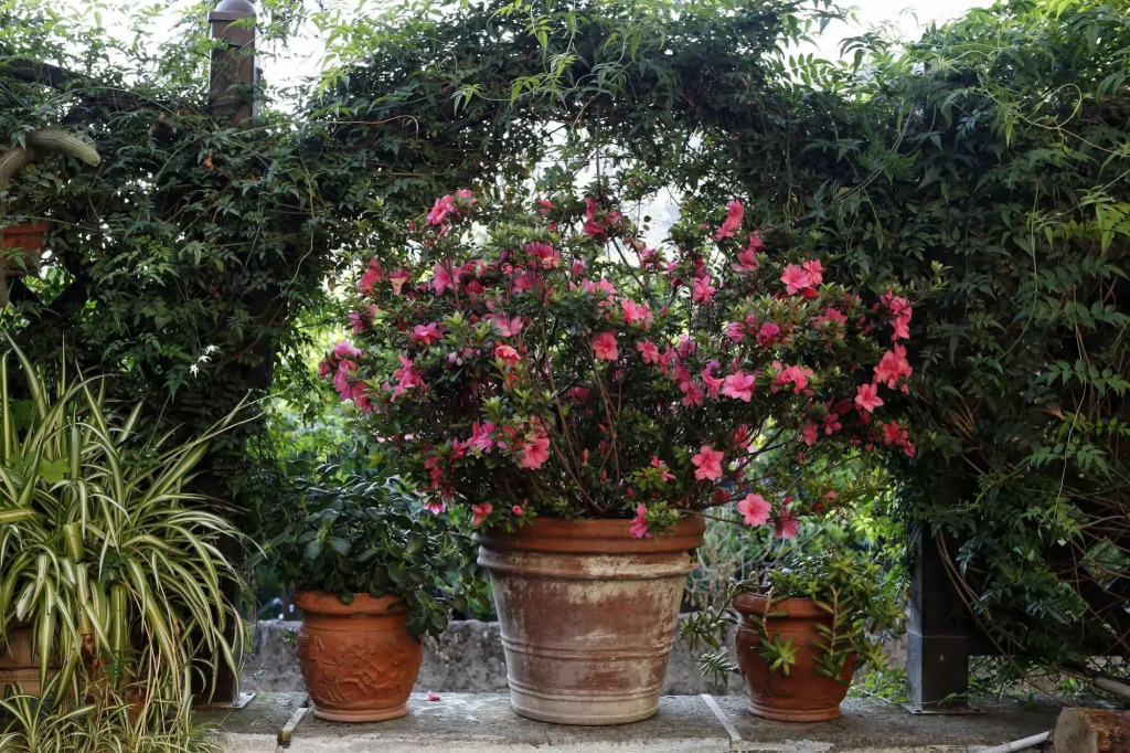 Orchid Corner Guesthouse