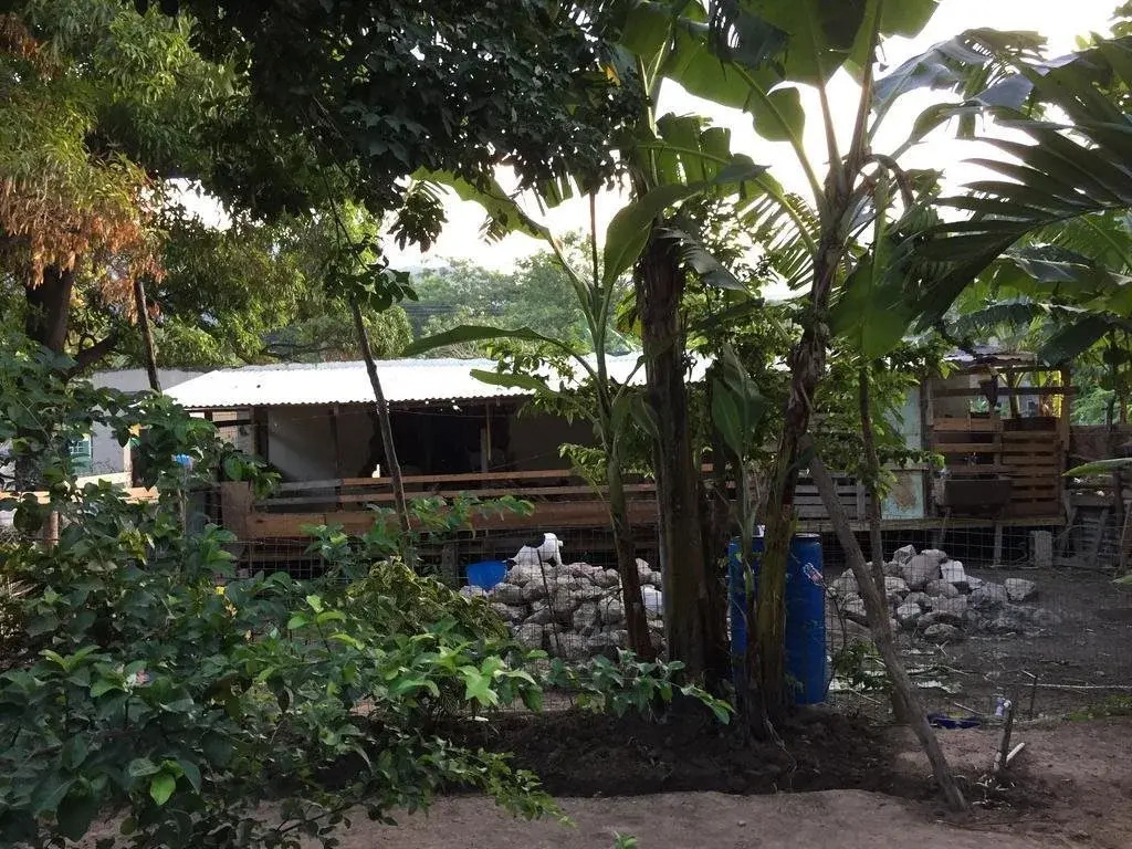 Mango Inn Kingston