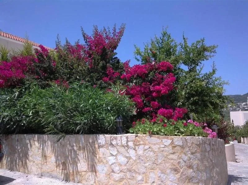 Selini Villas