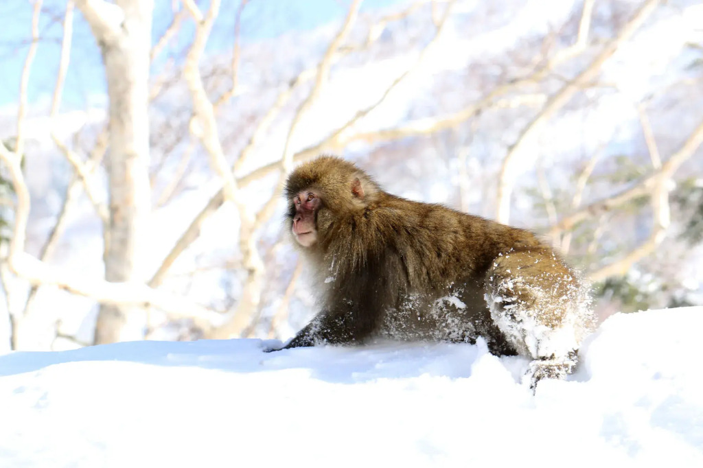 Chalet Shiga