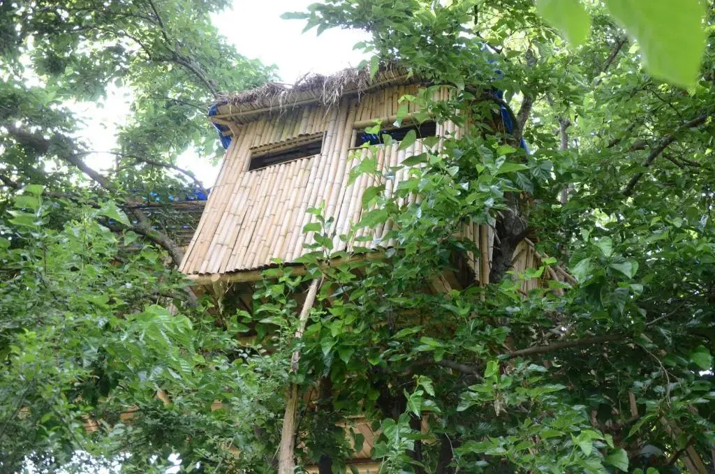 Eagle Nest